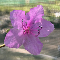 Rhododendron mucronulatum